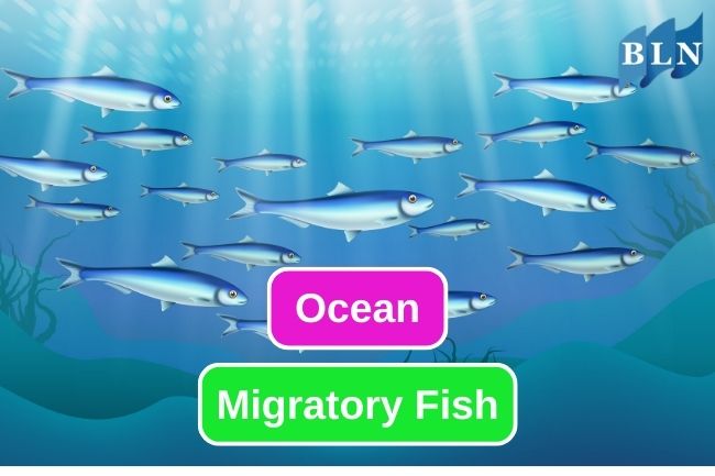 These are 10 Ocean Fish That Have Migration Behaviour